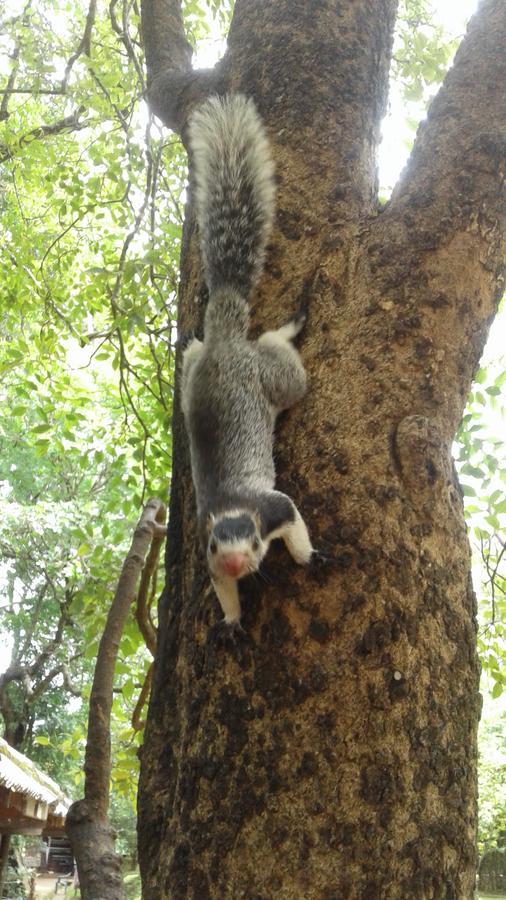 Sigiri Sithru Home Stay Sigiriya Esterno foto
